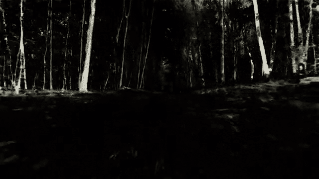 Wandering Mind’s Woods